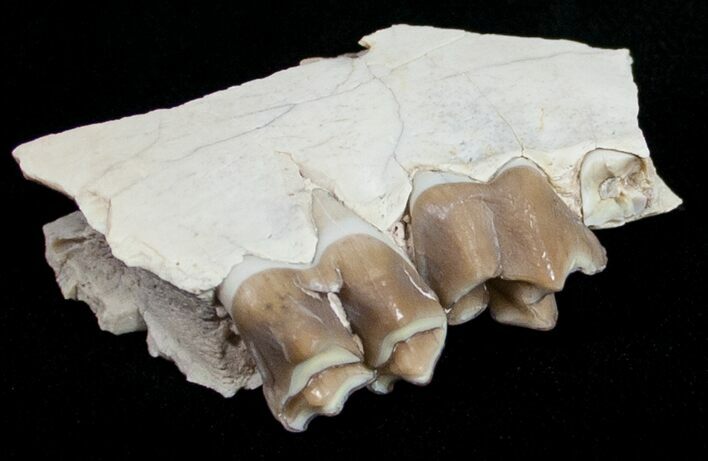 Oreodont (Merycoidodon) Jaw Section - South Dakota #10538
